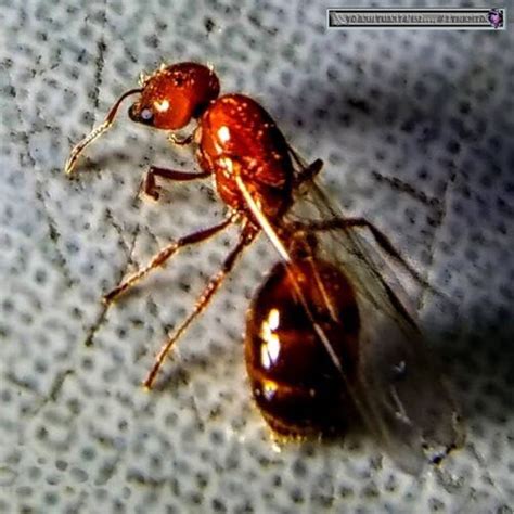 live fire ants for sale